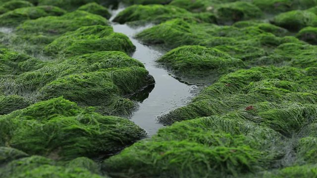 Seascape. Streams flowing into the sea between rocks and algae during low tide on a coast. Green background. Concept for ecology, nature, rivers, water. Loop video.