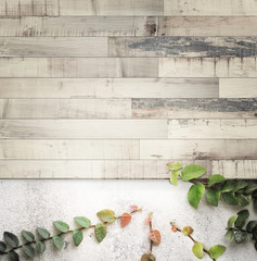 Retro striped wooden on concrete wall and ficus pumila,with copy space.