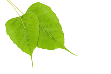 green leaf isolated on a white background.