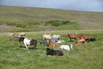 Pferde auf Island