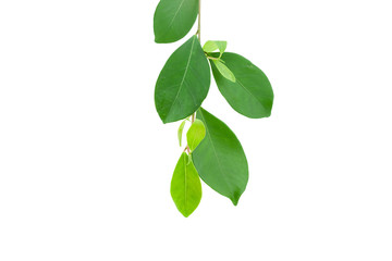 green leaf isolated on a white background.