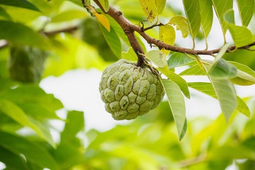 Custard apple fruit on green tree in the garden