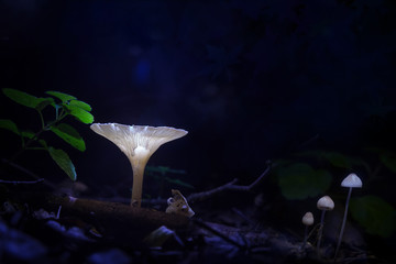 Glowing mushrooms at night