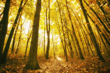 Obraz premium Forest