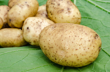 Potatoes vegetables garden