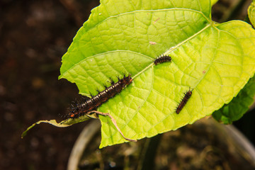 caterpillar worm on leaf in the garden
