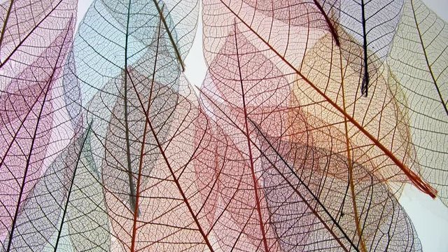Track up across dried fragile leaf vein framework patterns.
