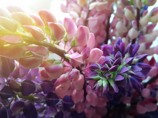 Beautiful bouquet of lupin flowers/Beautiful bouquet of lupin flowers - Powered by Adobe