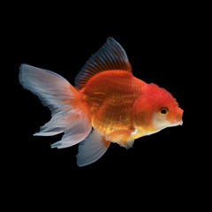 Gold fish isolated on black background