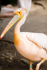 Pelican. Big bird on the beautifyl.