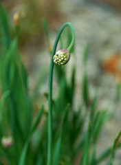Allium altaicum