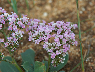 Thymus serpyllum