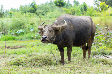 Naklejka na ściany i meble Buffalo eating grass in a field with afternoon light.