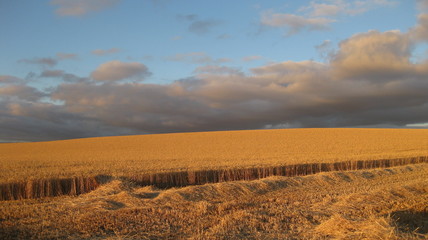 Campos de cultivos.