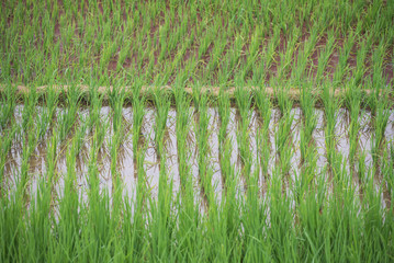 Agriculture Green Rice fields and rice terraced on mountain at Sapa vietnam