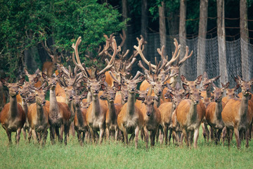 Fototapeta premium a herd of red deer in a green forest