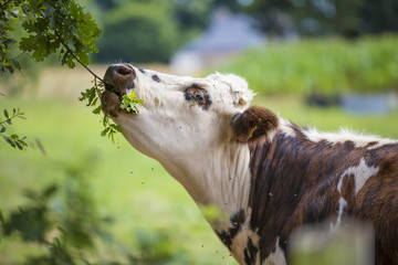Vaches et veaux en Bretagne