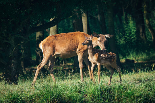 Red Deer mother and calf 