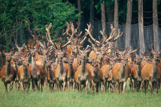 Herd Of Bucks Images – Browse 22,789 Stock Photos, Vectors, and Video |  Adobe Stock