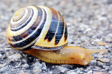 Schnecke mit Schneckenhaus im Schneckentempo