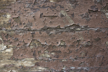 tree bark