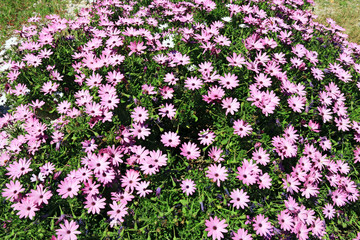 Plante de marguerites mauves