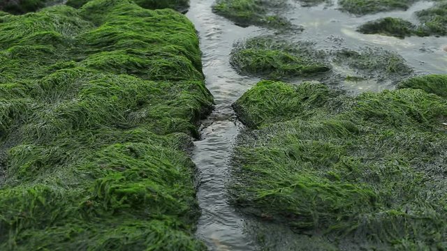 Seascape. Streams flowing into the sea between rocks and algae during low tide on a coast. Green background. Concept for ecology, nature, rivers, water. Loop video.