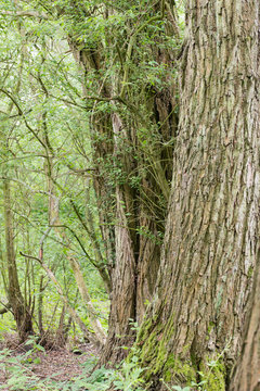 Close up of bark in a pine forest in the UK