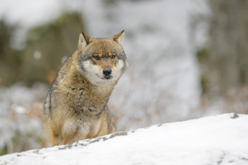 Adult Eurasian wolf (Canis lupus lupus) standing in snow, looking at camera, Germany