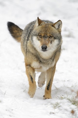 Fototapeta premium Adult Eurasian wolf (Canis lupus lupus) running towards camera in the snow, Germany