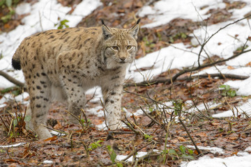 Fototapeta na wymiar Eurasian Lynx (Lynx lynx) walking in forest with snow, Germany