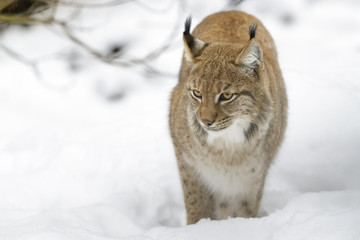 Eurasian Lynx (Lynx lynx) walking in snow, Germany