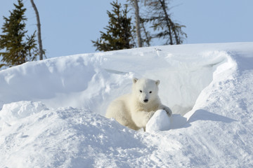 Fototapeta na wymiar Polar bear (Ursus maritimus) cub coming out den and playing around, Wapusk national park, Canada.
