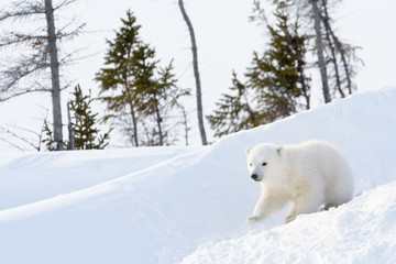 Polar bear (Ursus maritimus) cub coming out den and playing around, Wapusk national park, Canada.
