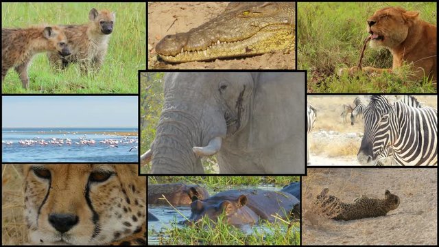 wild animals in the savannah collage montage composite 4k crocodile lion hyenas cheetah elephant hippo zebra flamingos leopard
