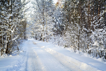 Trees in snow in the winter wood. Forest road. Latvia. Europe.