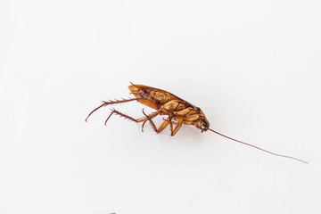cockroach cockroach isolated / cockroach on white background 