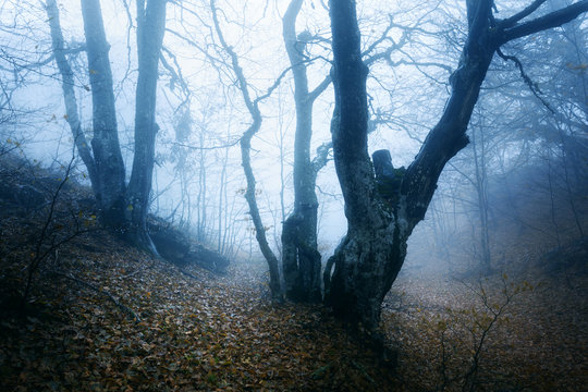 Fototapeta Trail through a mysterious dark old forest in fog. Autumn