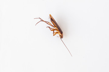 cockroach cockroach isolated / cockroach on white background 