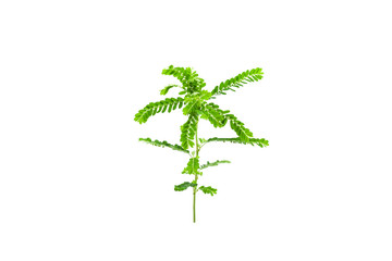 Small young green plant on white background,