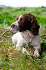 Portrait of a Springer Spaniel dog lying in grass.