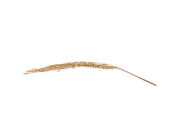 Paddy rice on white background.