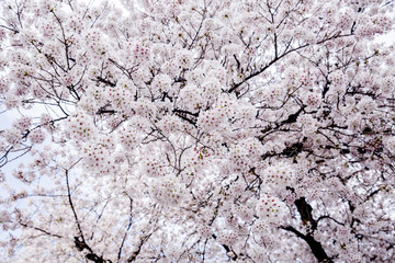 Beautiful pink cherry blossom (Sakura) flower at full bloom 