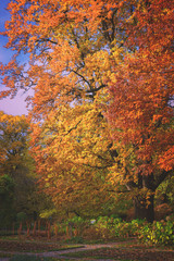 Obraz premium Vibrant fall foliage