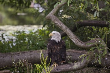 American Bald Eagle (Haliaeetus leucocephalus)