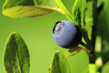 detail blueberry plant