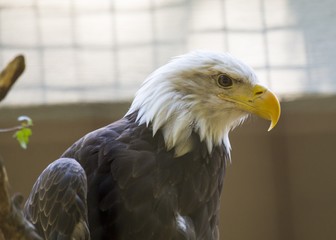 American Bald Eagle (Haliaeetus leucocephalus)