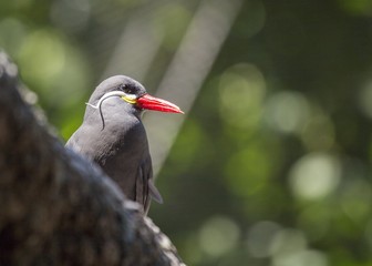 Inca Tern (Larosterna inca)