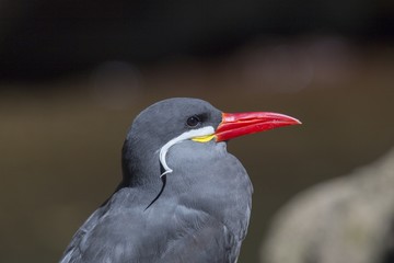 Inca Tern (Larosterna inca)