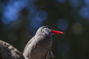 American Bald Eagle (Haliaeetus leucocephalus)
